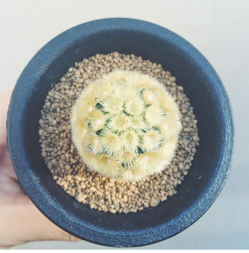 Real Live Succulent Cactus Plant :  Mammillaria Carmenae