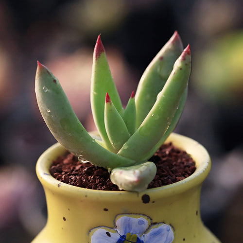 Dudleya albiflora Rose : Real Live Succulent Cactus Plant