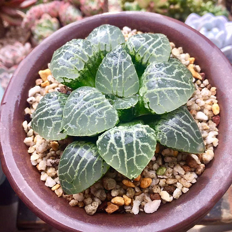succulent haworthia Real Live Succulent Cactus Plant : Haworthia Comptoniana Suisho 101