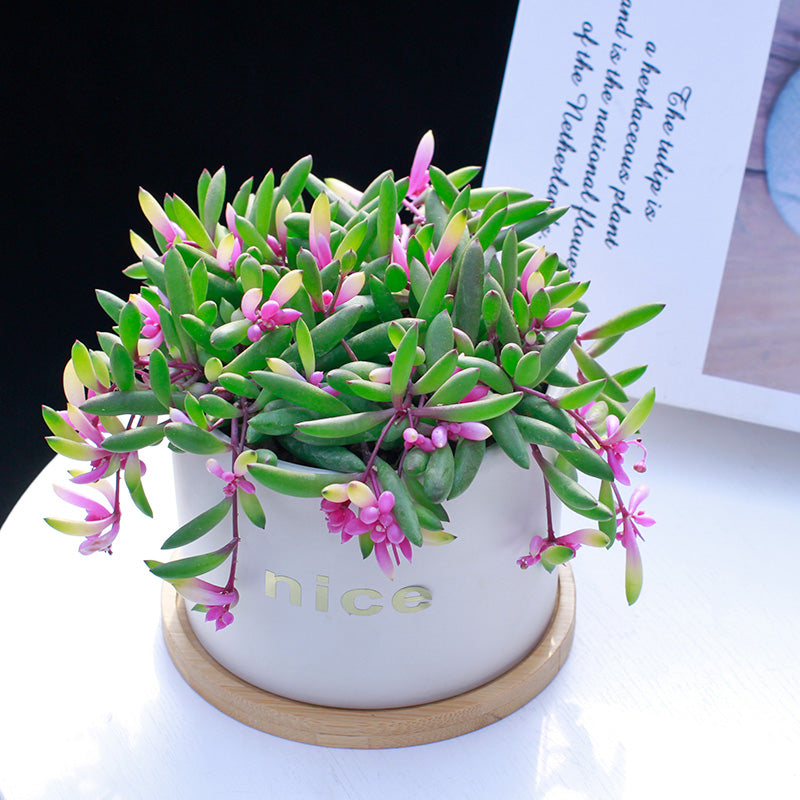 live succulent necklace Real Live Succulent Cactus Plant : Othonna capensis 'Ruby Necklace' –  Succulent Zone