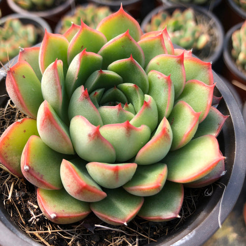 Real Live Succulent Cactus Plant :  Echeveria 'Cimette'