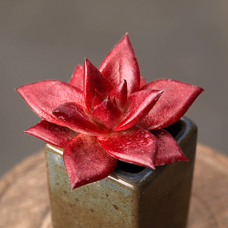 Real Live Succulent Cactus Plant : Echeveria agavoides Romeo Rubin