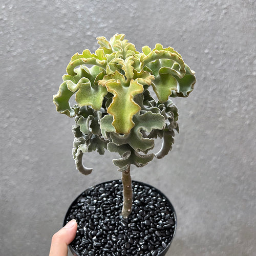 Real Live Succulent Cactus Plant :  Kalanchoe beharensis 'Subnuda'