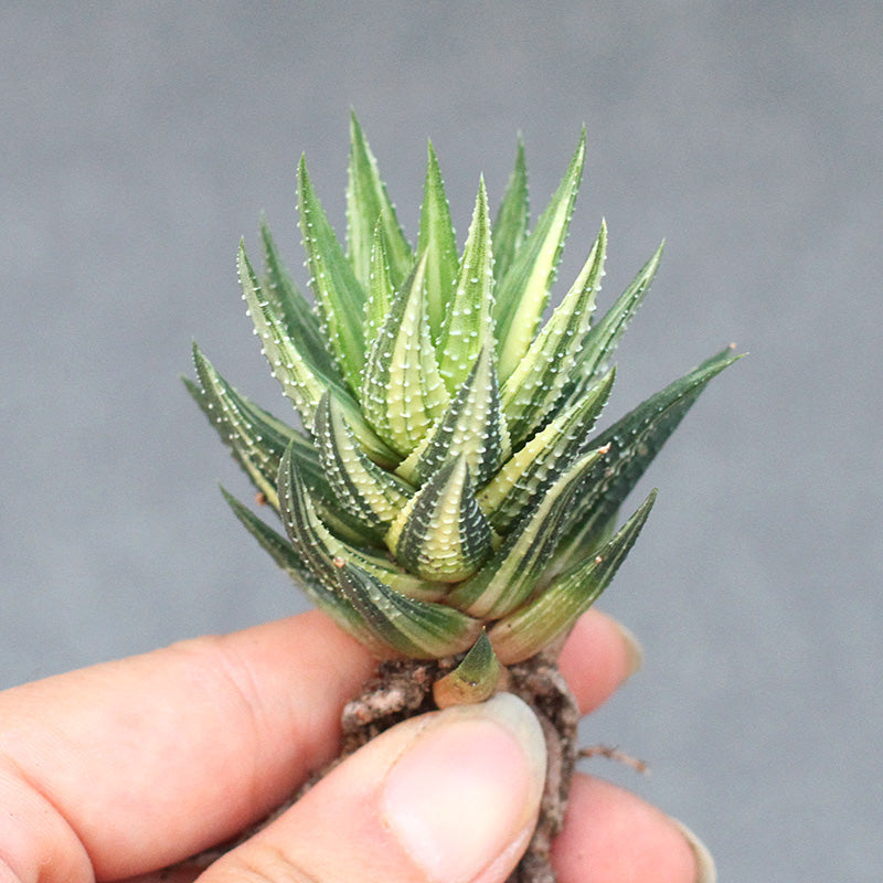 Real Live Succulent Cactus Plant : Haworthia Koteki Nishiki