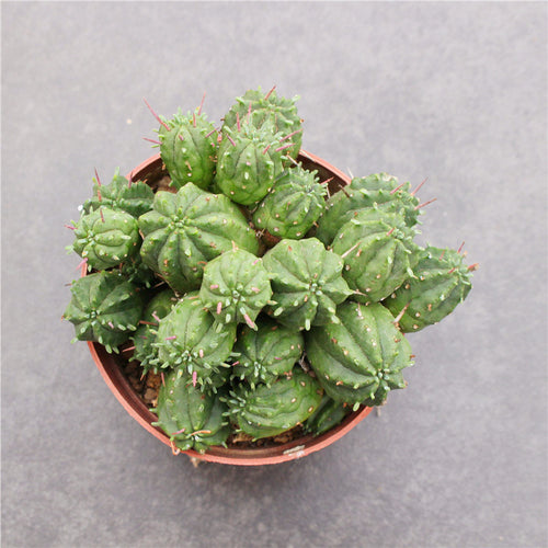 Real Live Succulent Cactus Plant :  Euphorbia enopla Boiss