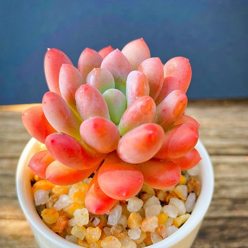 pachyveria succulent Real Live Succulent Cactus Plant : Pachyveria Clavifolia – Succulent Zone