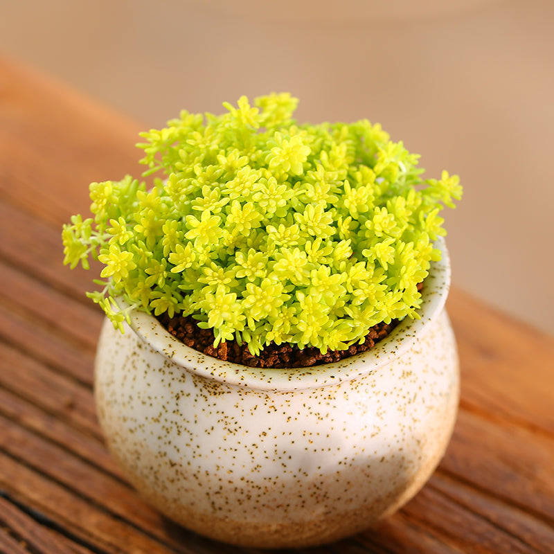 hispanicum succulent Real Live Succulent Cactus Plant : Sedum hispanicum var. minus 'Aureum' Goldmoss Sedum