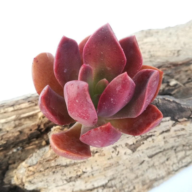 hanaikada succulent Real Live Succulent Cactus Plant : Echeveria Hanaikada – Succulent Zone