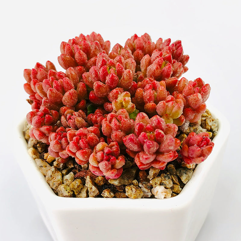 sedeveria succulent x Sedeveria 'Whitestone Crop' : Real Live Succulent Cactus Plant – Succulent  Zone