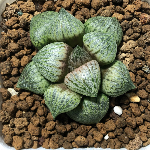 Haworthia 'Togengou' : Real Live Succulent Cactus Plant