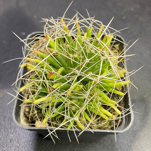 Mammillaria decipiens Scheidw. subsp. camptotricha (Dams) D. R. Hunt : Real Live Succulent Cactus Plant
