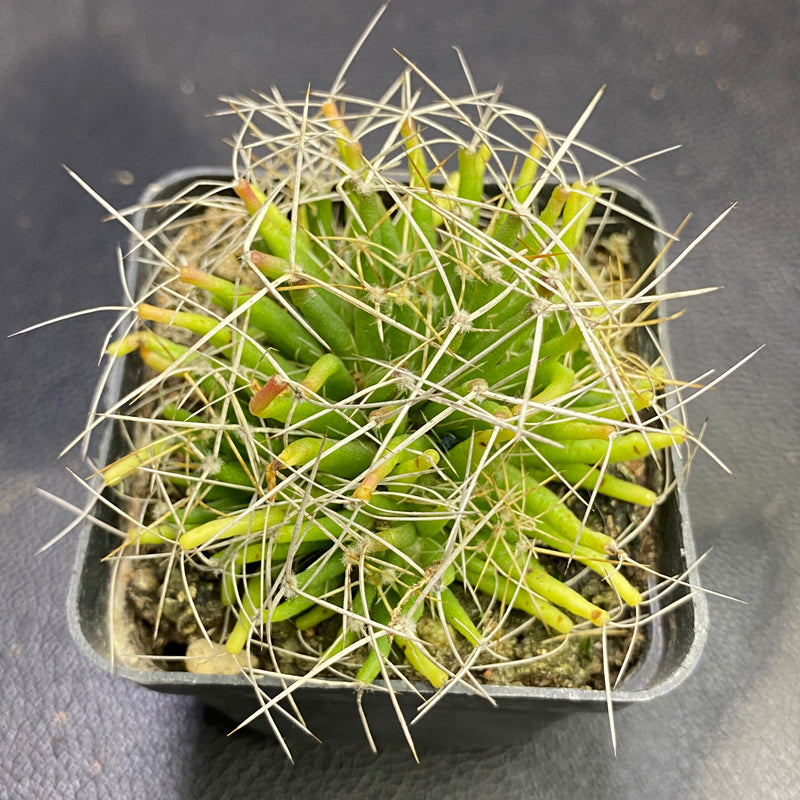 Mammillaria decipiens Scheidw. subsp. camptotricha (Dams) D. R. Hunt : Real  Live Succulent Cactus Plant