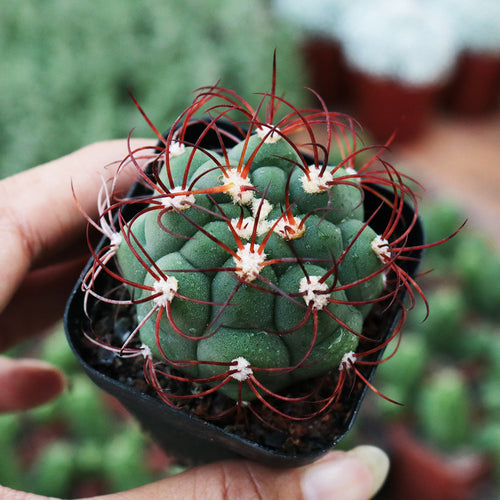 Real Live Succulent Cactus Plant :  Gymnocalycium saglionis