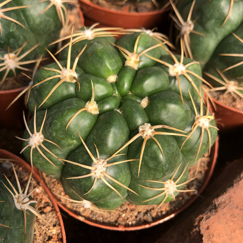 Gymnocalycium denudatum (Link. et Otto.) Pfeiff. ex Mittler : Real Live Succulent Cactus Plant