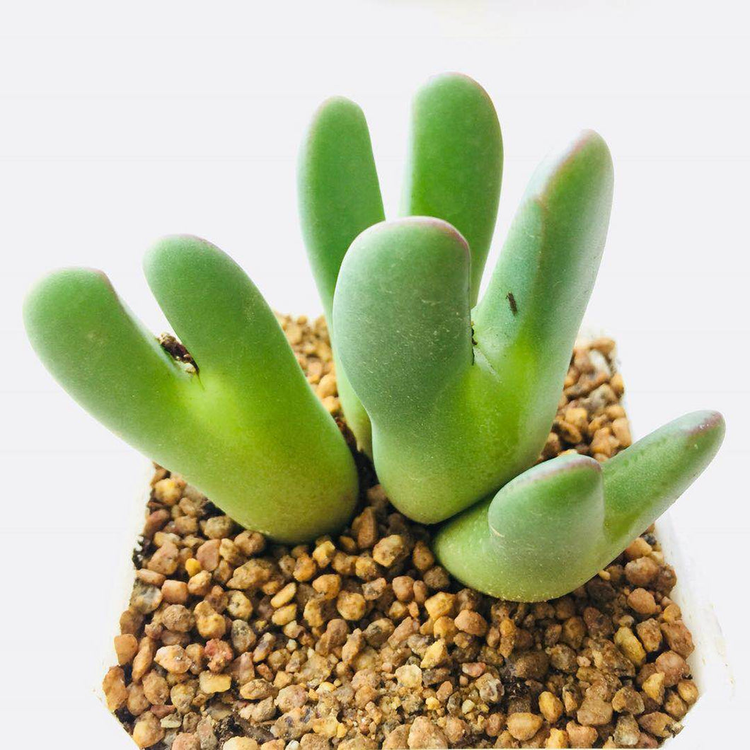 Real Live Succulent Cactus Plant :  Conophytum bilobum (Marloth) N.E.Br.