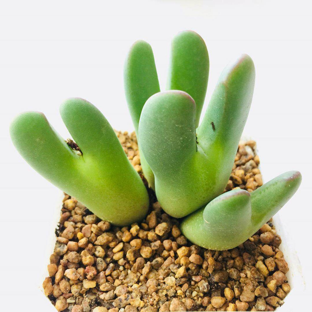 conophytum succulent Real Live Succulent Cactus Plant : Conophytum bilobum (Marloth) N.E.Br