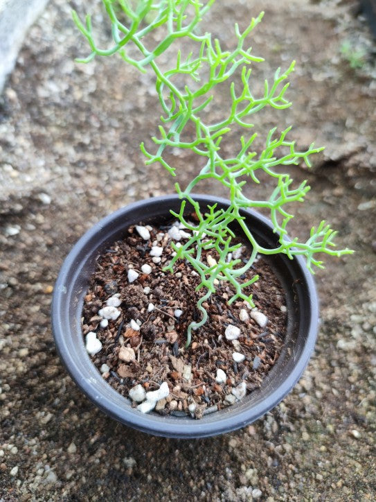 climbing succulent plants Real Live Succulent Cactus Plant : Bowiea volubilis Climbing Onion
