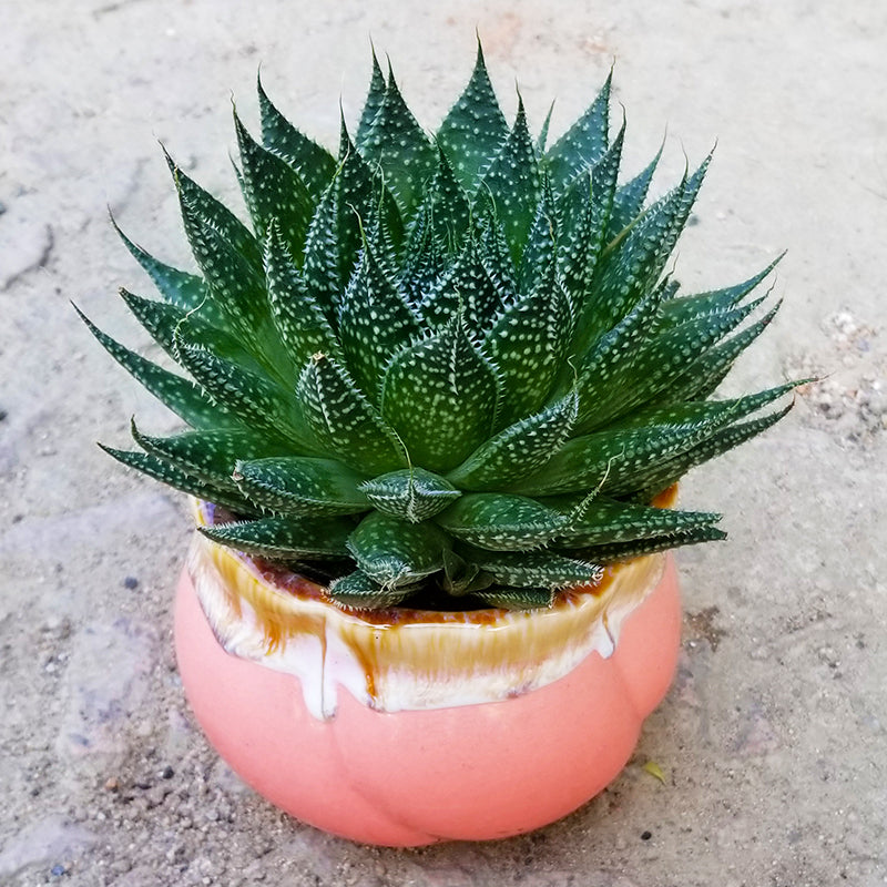 Aloe aristata var. montana x Gasteraloe beguinii : Real Live Succulent Cactus Plant