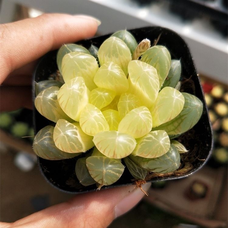 Real Live Succulent Cactus Plant : Haworthia Hybrid Amber