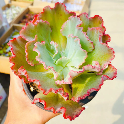 Real Live Succulent Cactus Plant :  Echeveria 'Meridian'