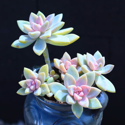 Real Live Succulent Cactus Plant :  Graptopetalum 'Purple Haze' Cluster