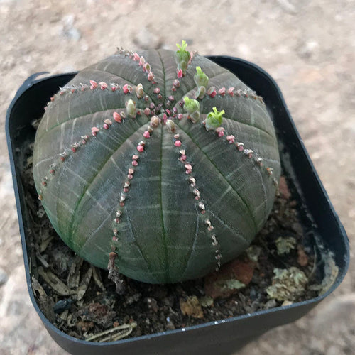 Real Live Succulent Cactus Plant :  Euphorbia obesa