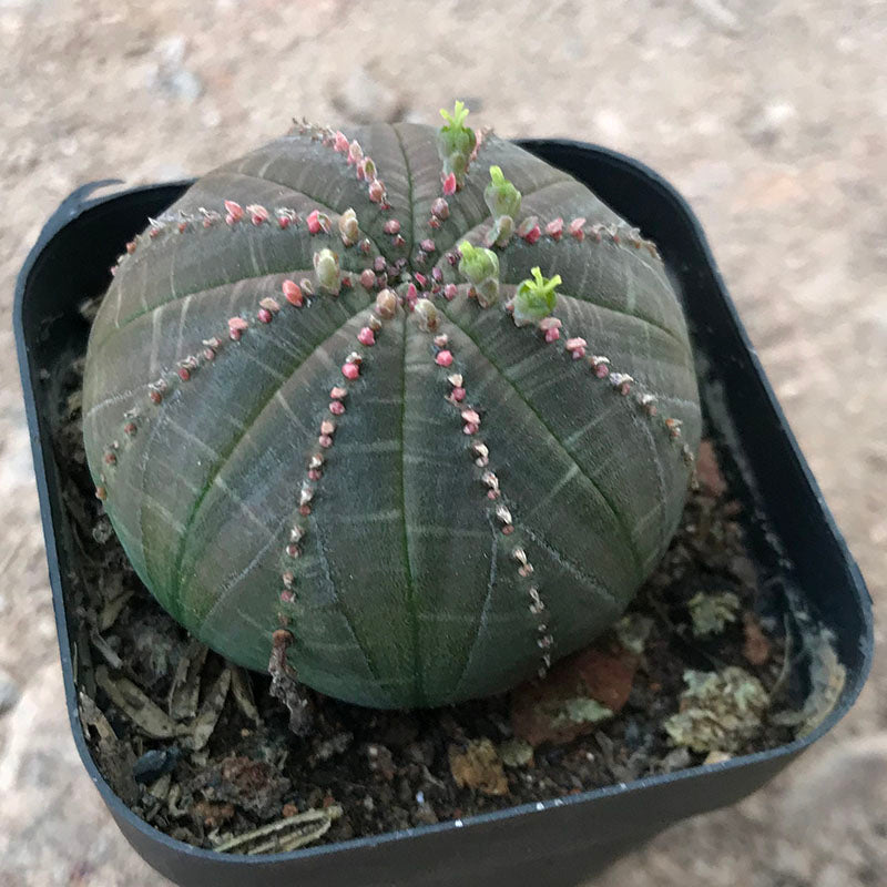 obesa succulent Real Live Succulent Cactus Plant : Euphorbia obesa