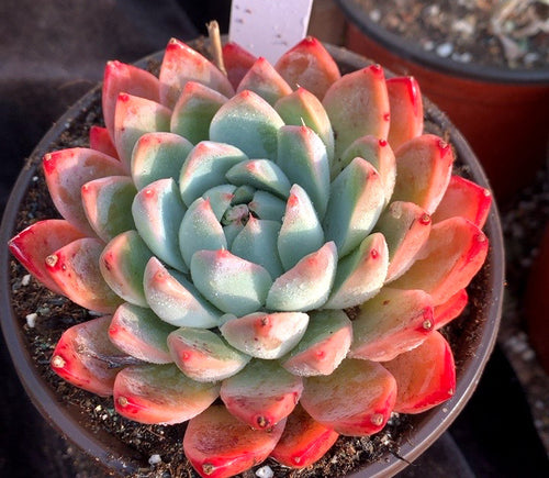 Real Live Succulent Cactus Plant :  Echeveria 'Xishi'