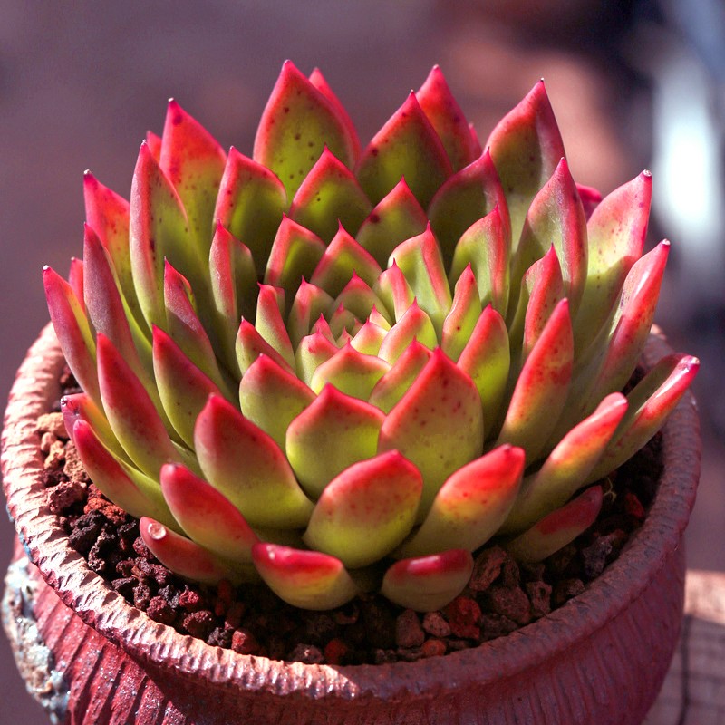 Real Live Succulent Cactus Plant :  Echeveria 'Red Gilva'
