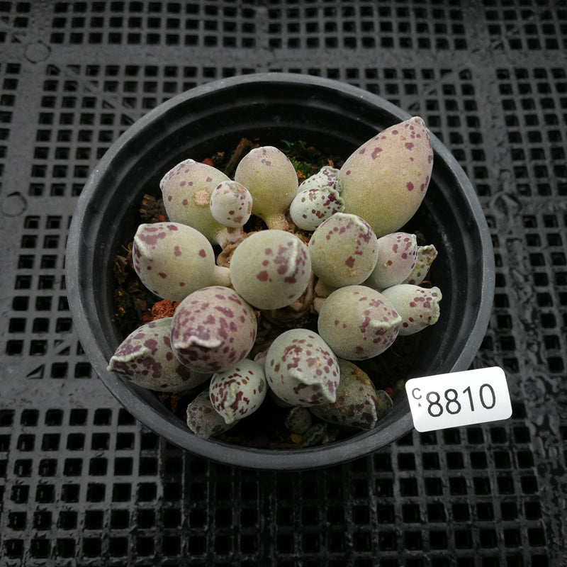 tube succulent plant Adromischus cooperi 'Silver Tube White Skin' : Real Live Succulent Cac – Succulent Zone
