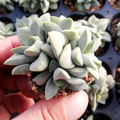 Real Live Succulent Cactus Plant :  Crassula 'Coralita'