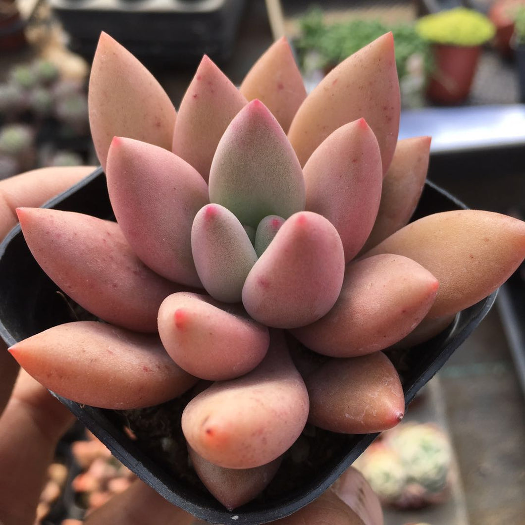 live succulent garden Real Live Succulent Cactus Plant : Echeveria 'Peach Garden' – Succulent Zone