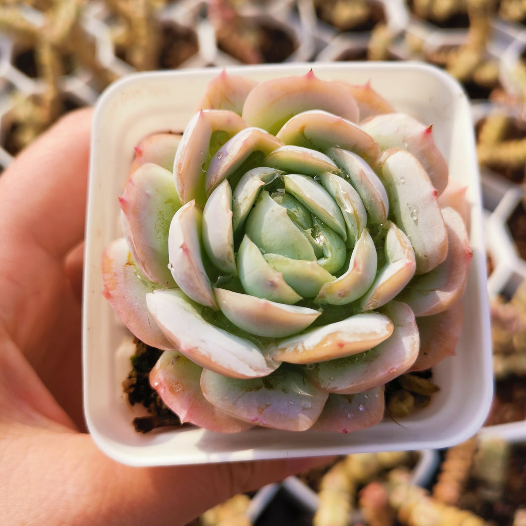 mexican rose succulent Real Live Succulent Cactus Plant : Echeveria Mexican Rose