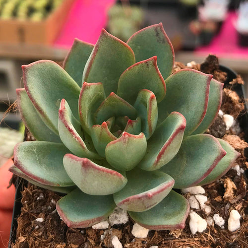 Real Live Succulent Cactus Plant :  Echeveria moranii Baker