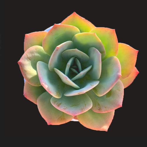 Real Live Succulent Cactus Plant :  Echeveria pallida