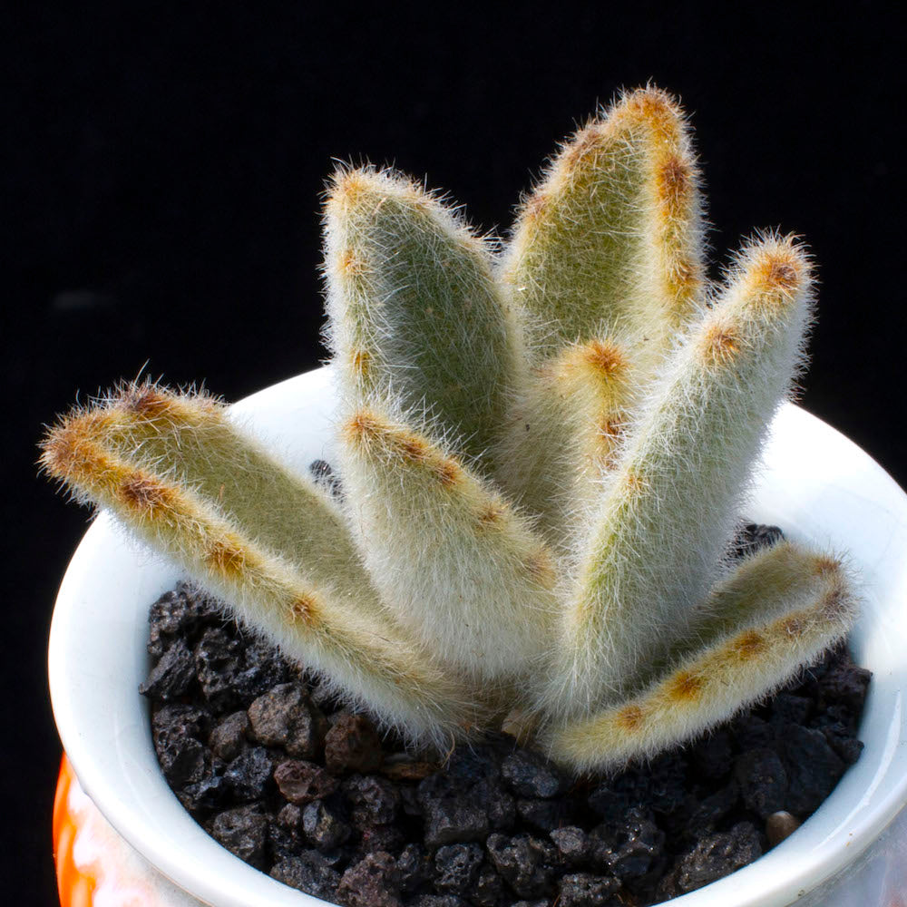 Real Live Succulent Cactus Plant : Kalanchoe tomentosa 'Super Duper'