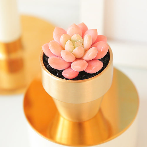 Real Live Succulent Cactus Plant :  Echeveria 'White Horse'