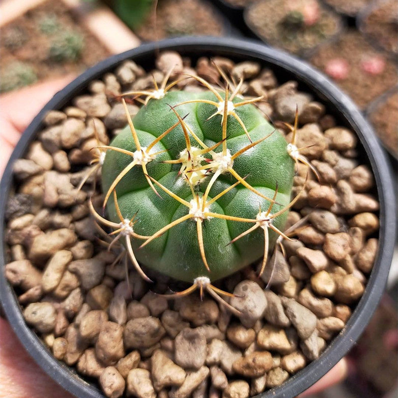 Real Live Succulent Cactus Plant : Gymnocalycium chiquitanum