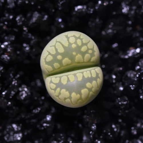 Lithops otzeniana Nel : Real Live Succulent Lithops Pseudotruncatella Plant