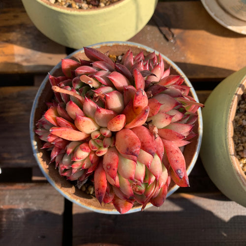 Real Live Succulent Cactus Plant :  Echeveria agavoides 'Lady's finger'