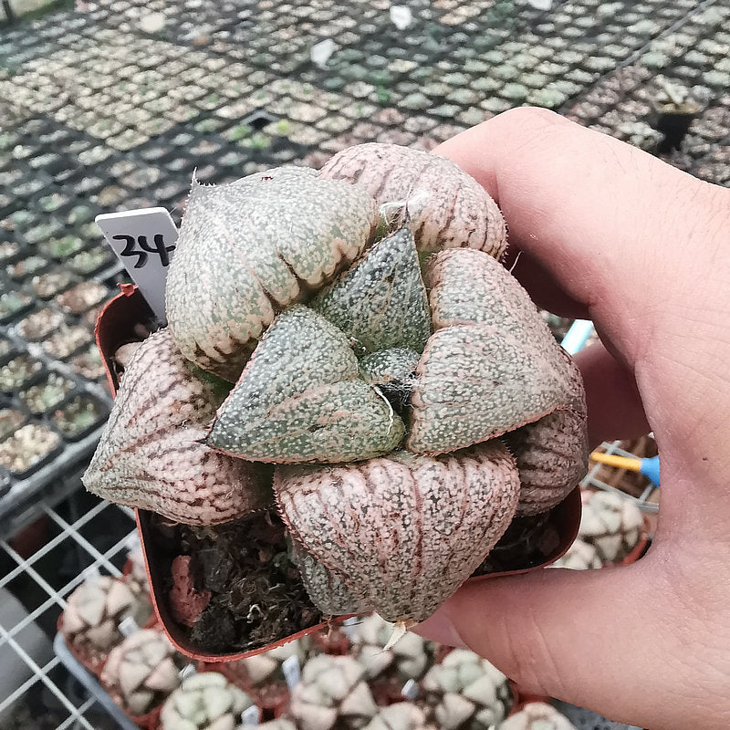 Haworthia emelyae 'Platinum' : Real Live Succulent Cactus Plant