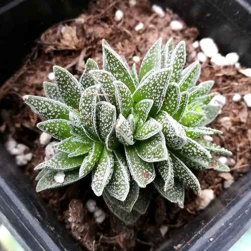 Real Live Succulent Cactus Plant :  Crassula 'Frosty'