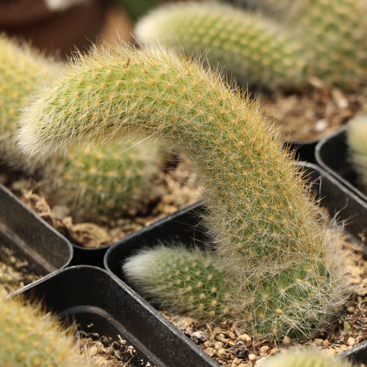 Real Live Succulent Cactus Plant :  Cleistocactus Colademononis Monkey's tail Rat Tail