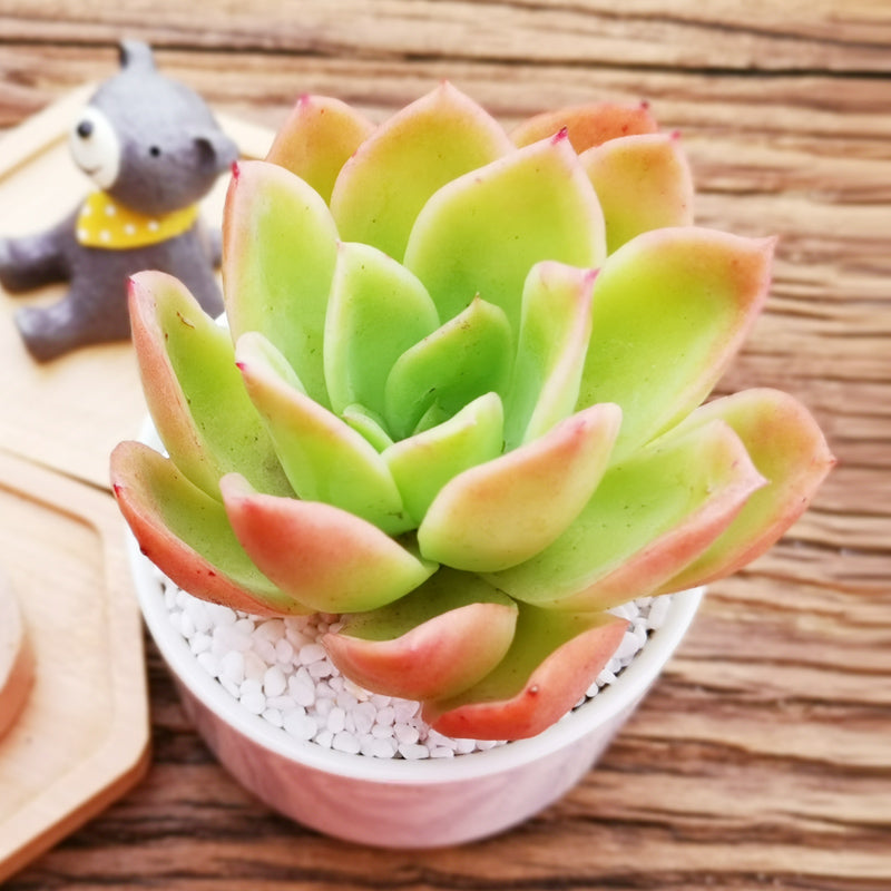 Real Live Succulent Cactus Plant : Echeveria Golden Glow