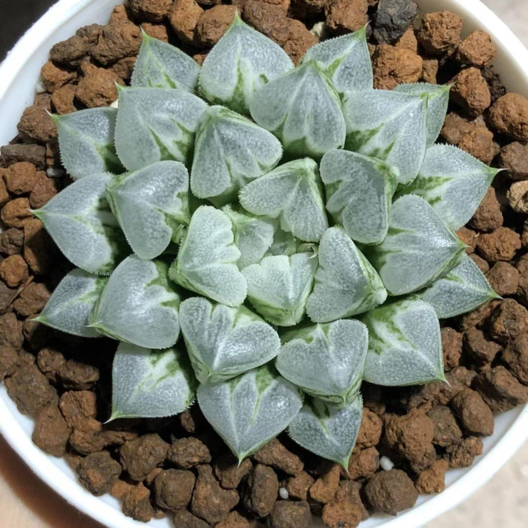 love heart succulent Real Live Succulent Cactus Plant : Haworthia Love Hearts