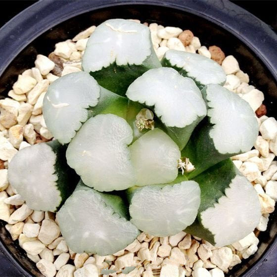 Real Live Succulent Cactus Plant :  Haworthia Maughanii Amaterasu