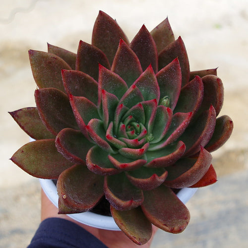 Real Live Succulent Cactus Plant :  Echeveria 'Victor Reiter'