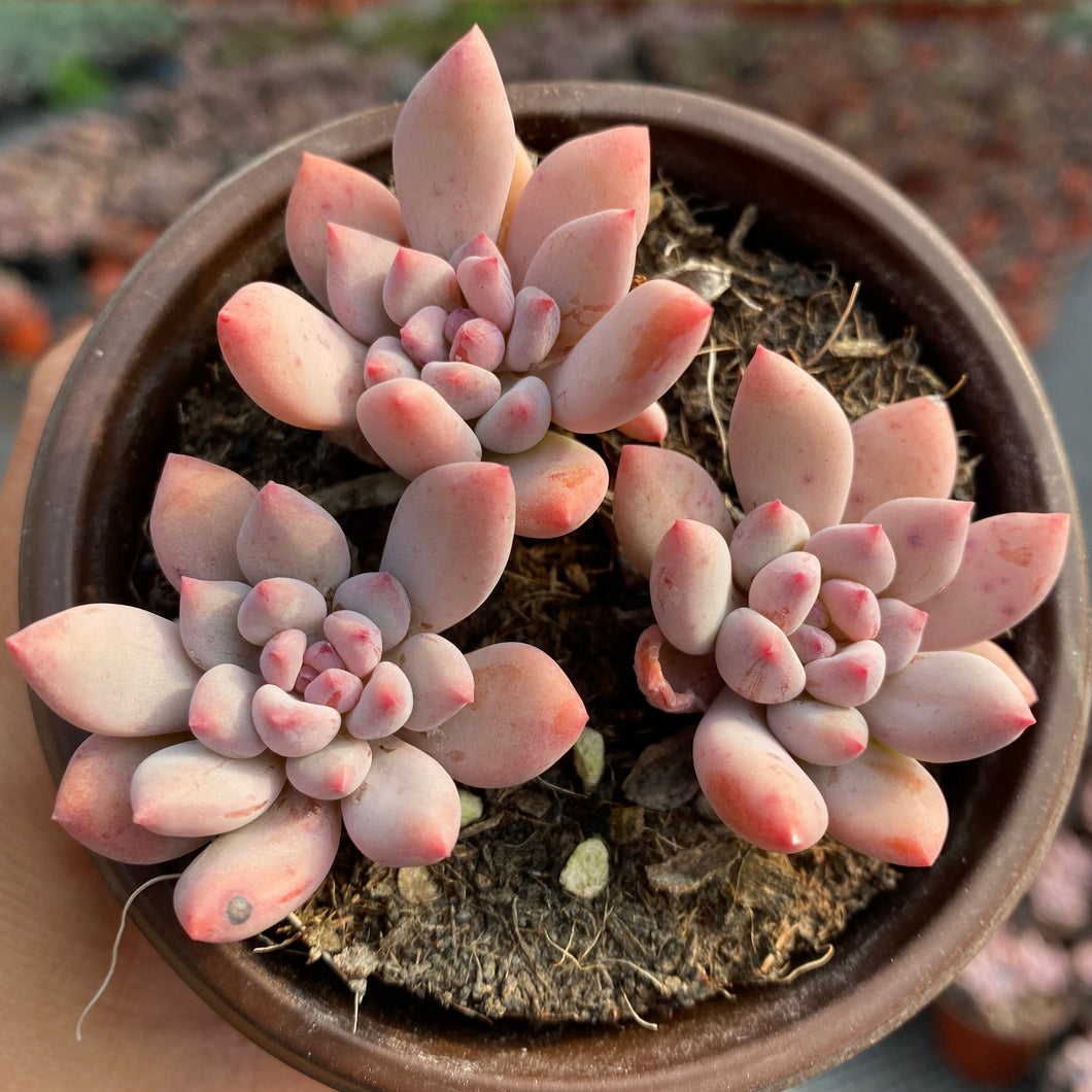 live succulent plants Real Live Succulent Cactus Plant : Echeveria Spica