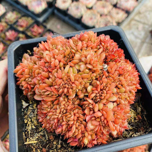 Real Live Succulent Cactus Plant :  Echeveria 'Candy' Cristata