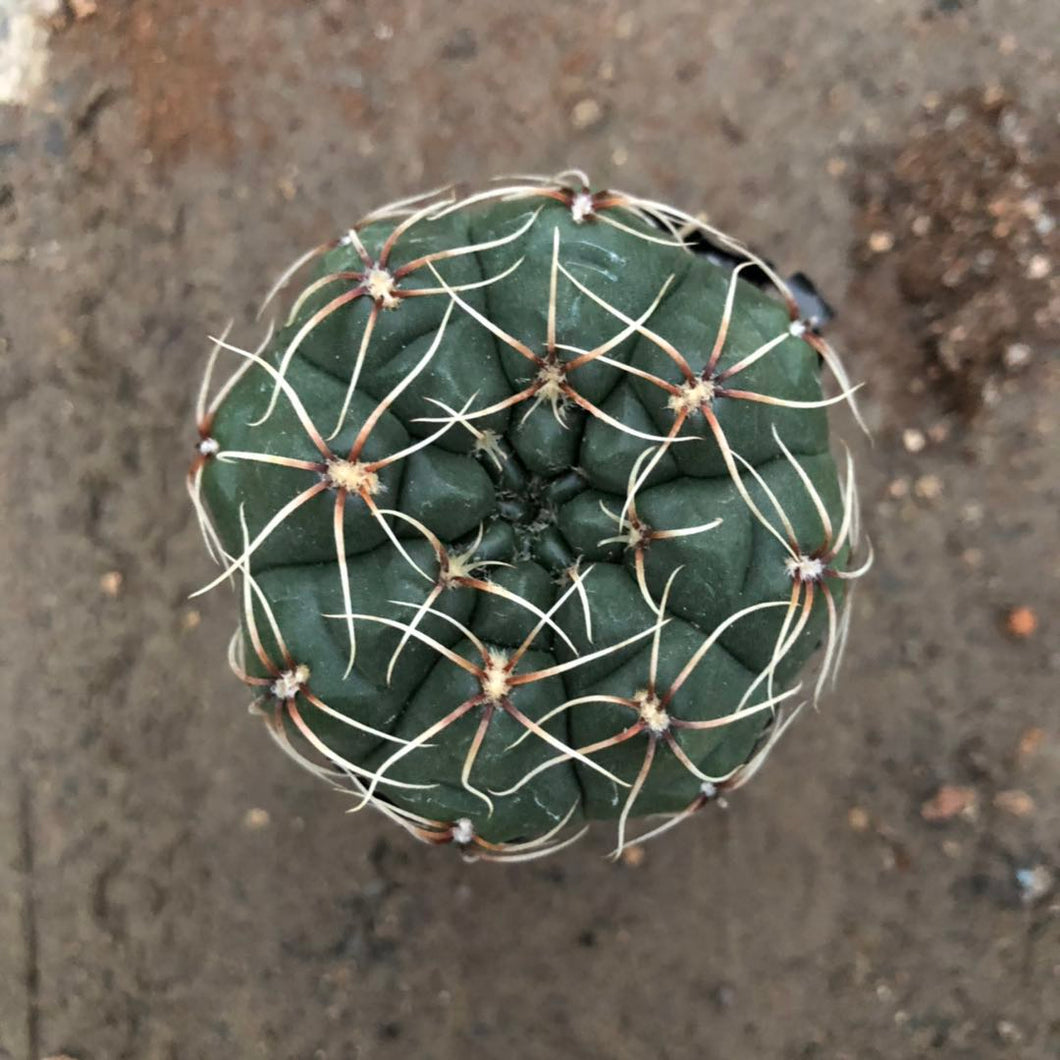 Real Live Succulent Cactus Plant :  Gymnocalycium baldianum